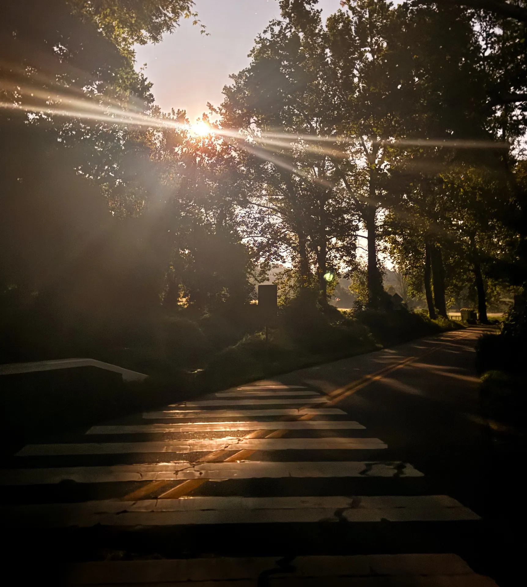 Sun bursting through backlit roadside trees, beams raking across a striped crosswalk